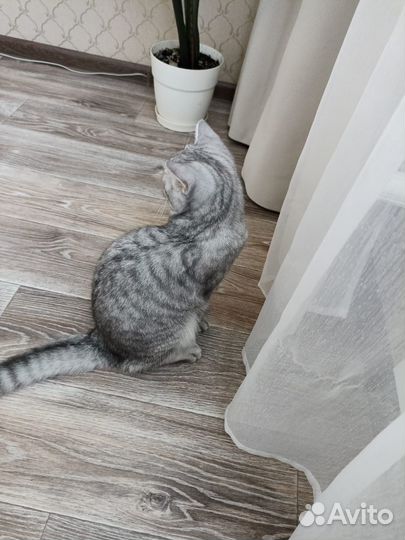 Продам кошку