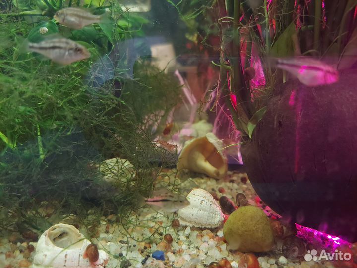 Копадихромис каданго