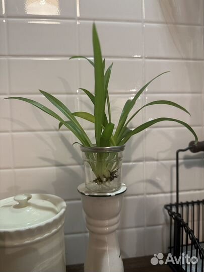 Хлорофитум детки и подростки