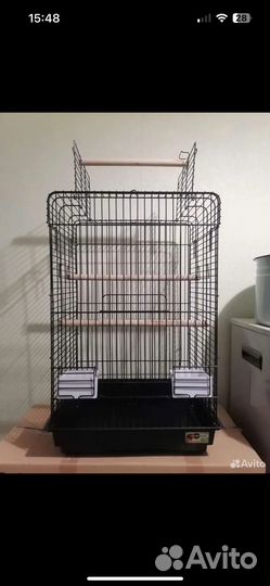 Попугаи Корелла ручная