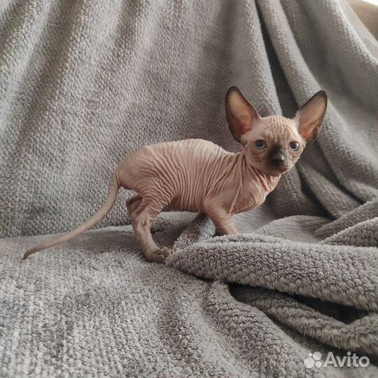 Канадский сфинкс котенок девочка