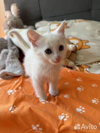Белый котенок