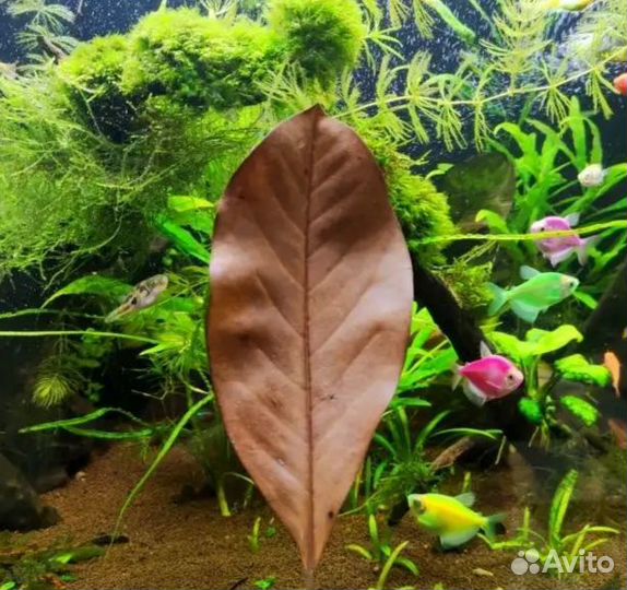 Листья магнолии