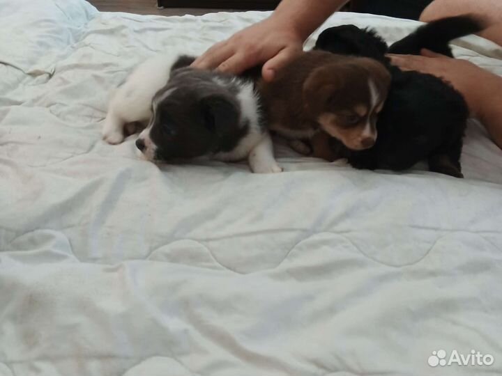 Щенки в добрые руки маленькой собаки