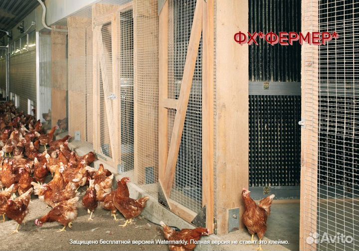 Куры несушки оптом и розница