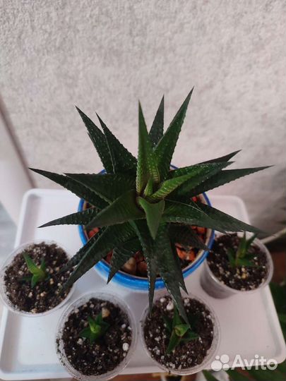 Суккуленты микс