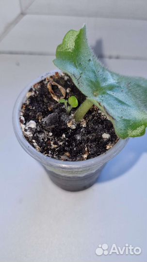 Мини фиалки