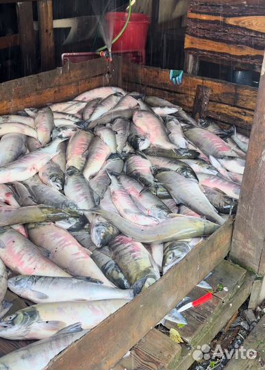 Продам сырец