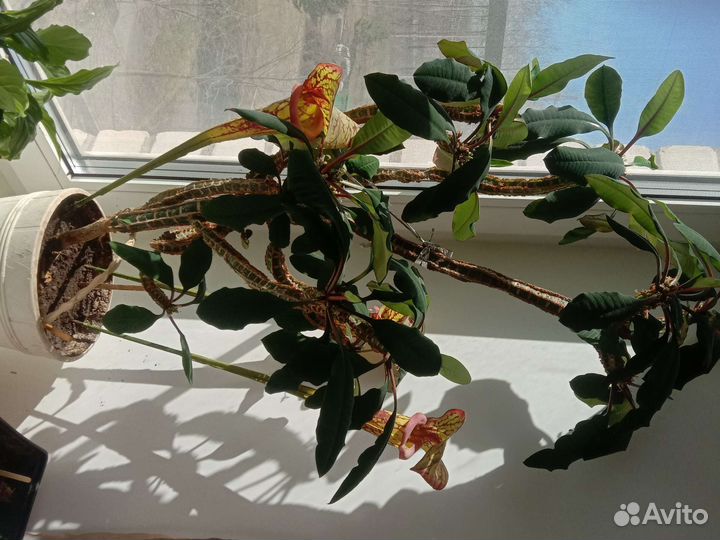 Цветы разные комнатные