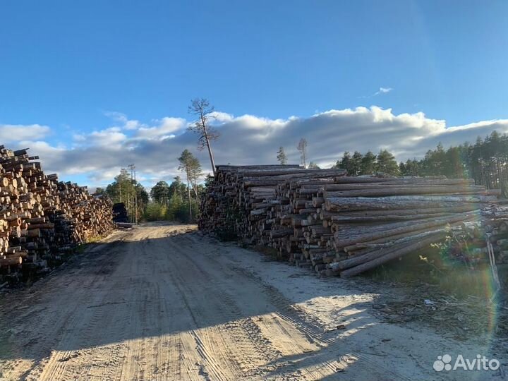 Лежневка, кругляк