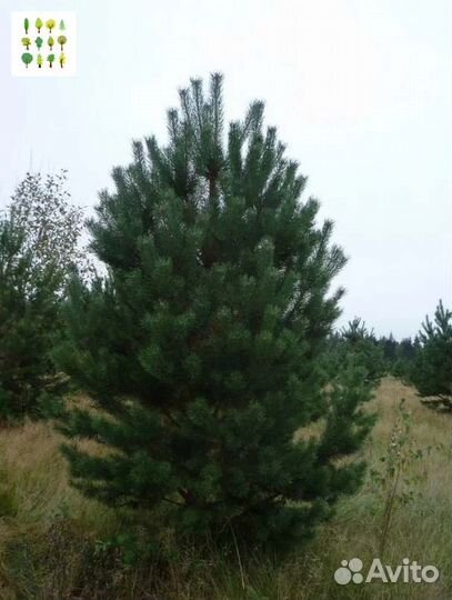 Саженцы сосна