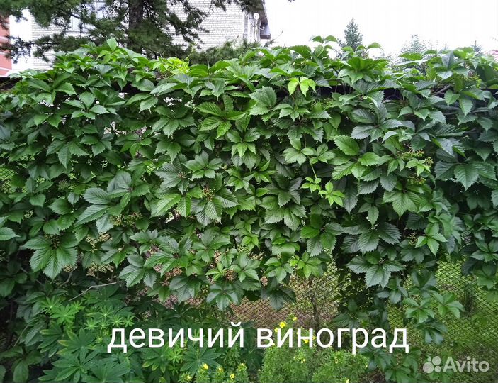 Девичий виноград