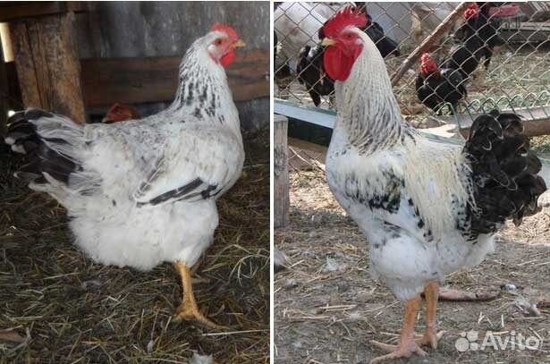 Суточные цыплята цветной бройлер