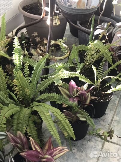 Папоротник