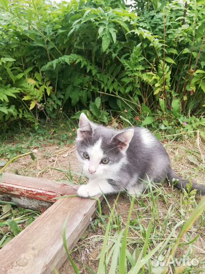 Котенок