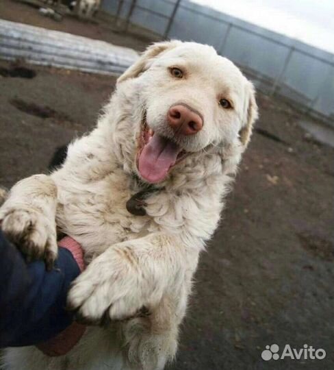 Дакар ищет любящих хозяев