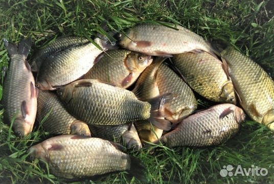 Рыба Карась-Карп