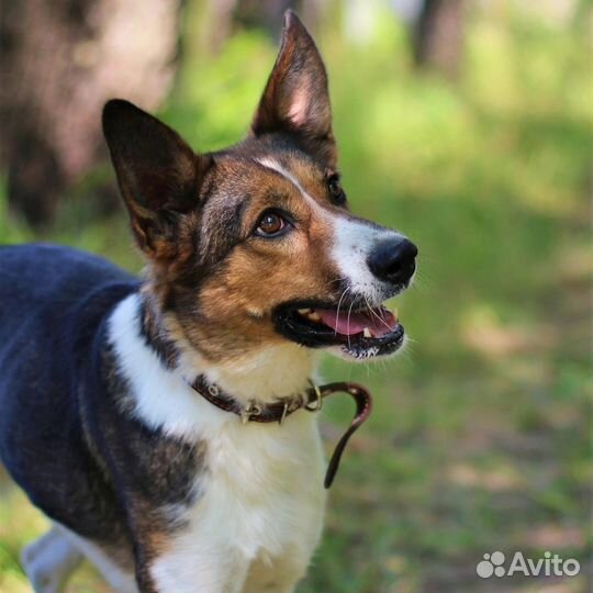 Возьмите собаку домой