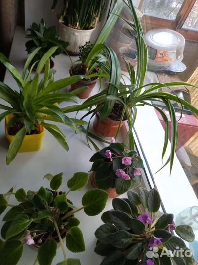 Комнатные цветы
