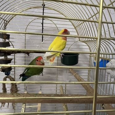 Попугай неразлучники