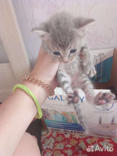 Сибирская кошка