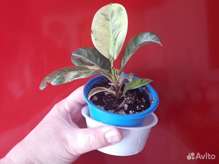 Фикус шривериана муншайн