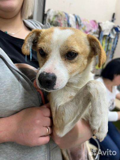 Микки в добрые руки