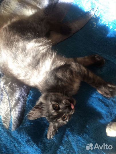 Котёнок мальчик 4-5 месяцев