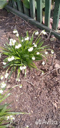 Луковицы белоцветника весеннего