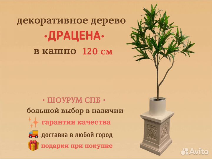 Драцена пальма