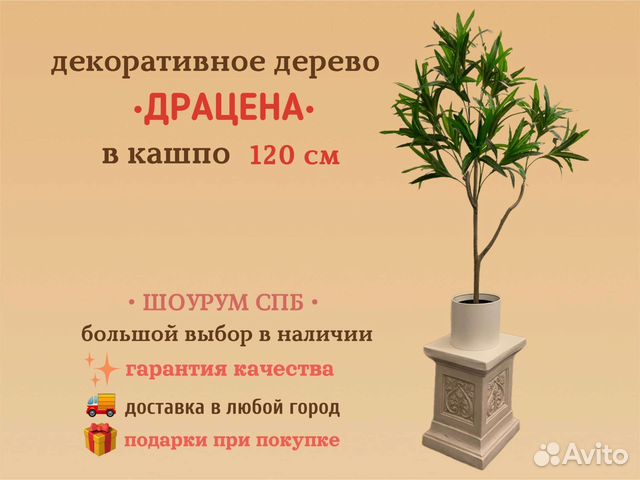 Драцена пальма