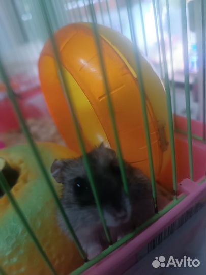 Отдам джунгарского хомяка