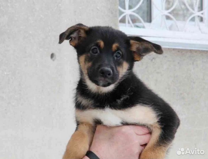 Щенок в добрые руки бесплатно