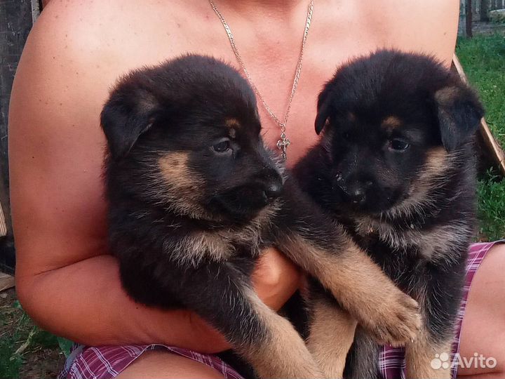 Немецкая овчарка