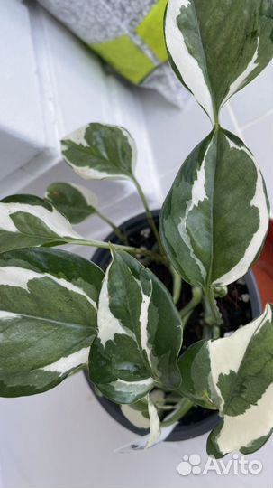 Сциндапсусы и эпипремнумы