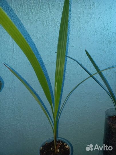 Пальма хамедорея