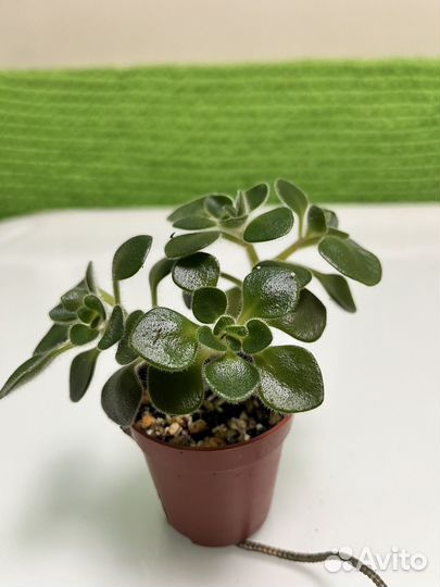 Аихризон вариегатный