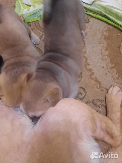 Щенки шарпей