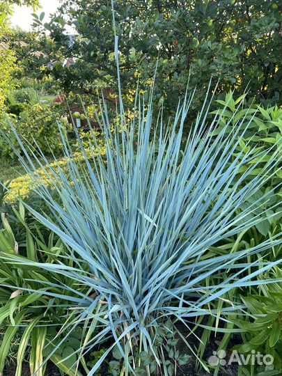 Элимус песчаный