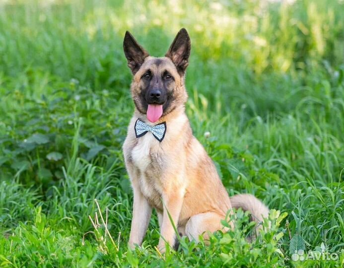 Собака в дар