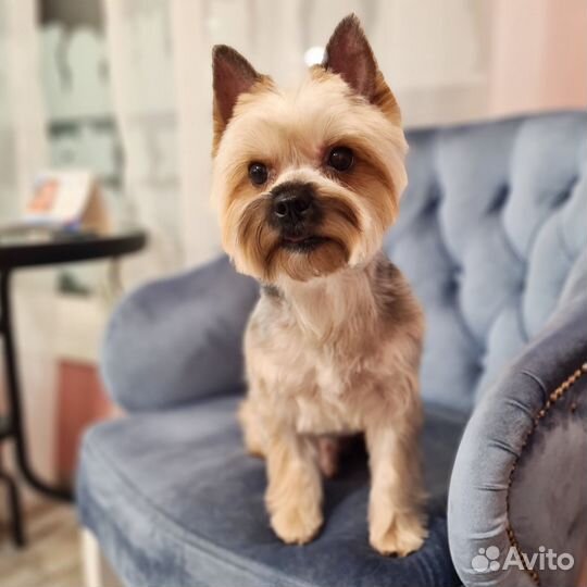 Стрижка Йорк и Бивер