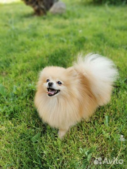 Померанский шпиц, мини мальчик