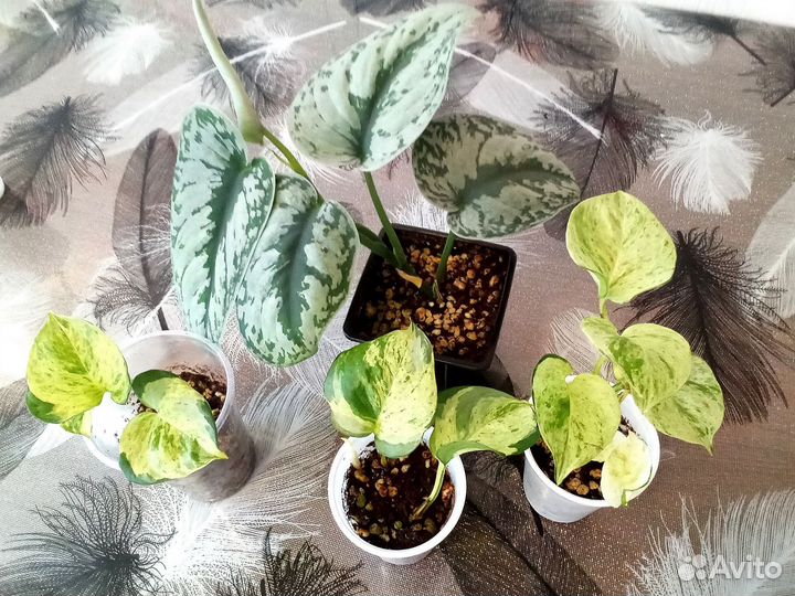 Эпипремнум и сциндапсус