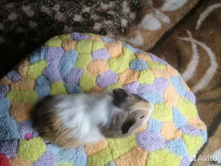 Морские свинки