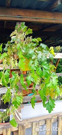 Циссус (Березка комнатная)