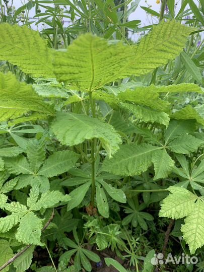 Каштан конский