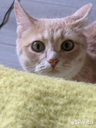 Рыженькая кошечка