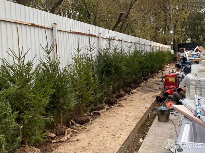 Сосна, ель, липа, береза, клен, кедр