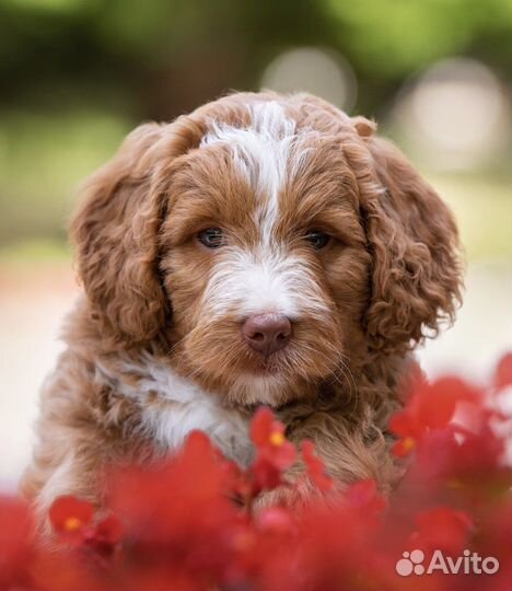 Лабрадудль (Australian Labradoodle)