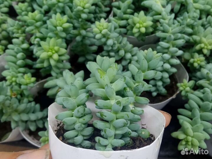 Очиток буррито